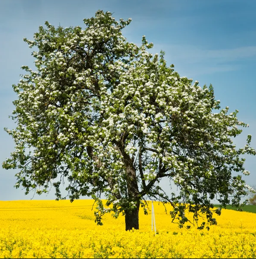 arbre de moutarde