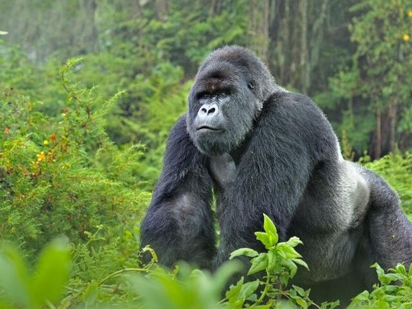 Développe Ton Potentiel Avec La Technique Du Gorille : Deviens Plus Fort et Plus Concentré